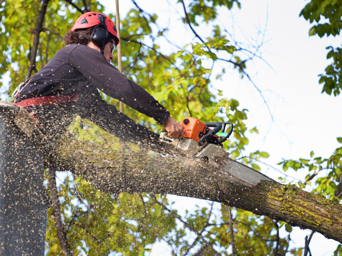 tree-services-v1