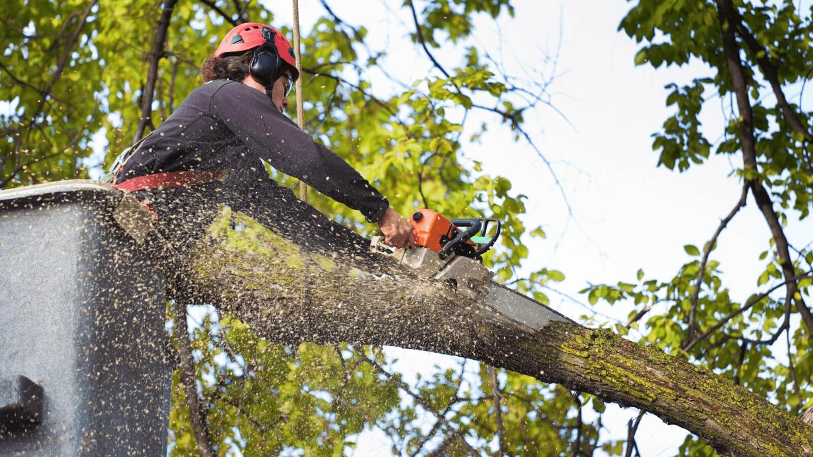 tree-trimming-solar (1) (1)